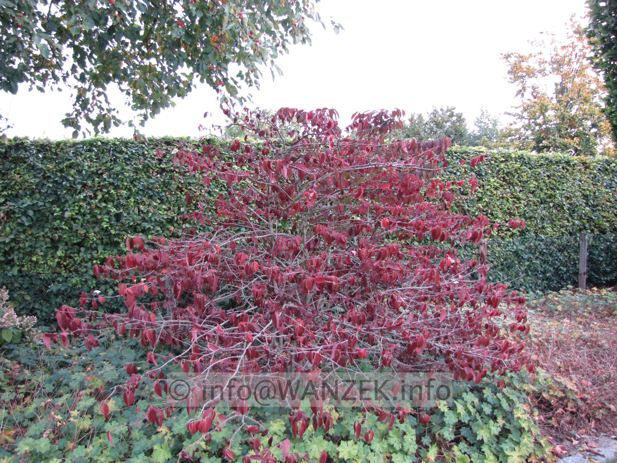 Viburnum plicatum Mariesii 11 Herbst3.JPG